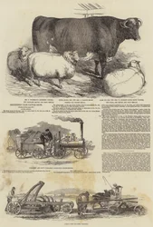 Mostra di Bovini del Club di Smithfield
